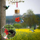 🎇2023 Love Gift Sale Buy one get one free - Hummingbird Feeder Mason Jar Three Ports